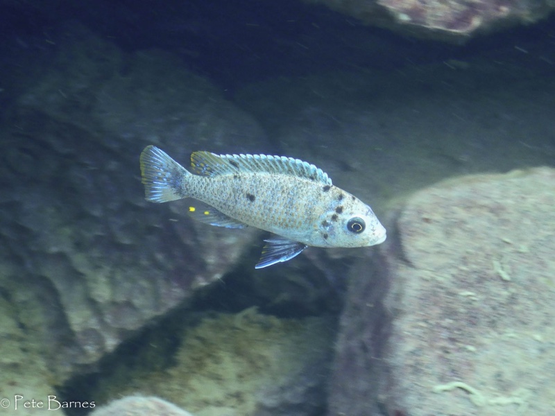 Maylandia pyrsonotos 'Nakantenga Island'